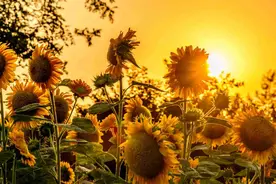 京城拍客今日精选｜湖堤柳影消夏暑 临岸品茗送荷香图片