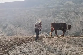 底层行走｜牛是父亲的命根图片
