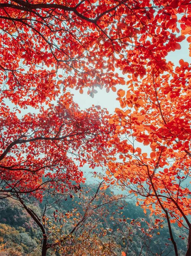 淄博红叶进入全盛期 漫山遍野醉人红