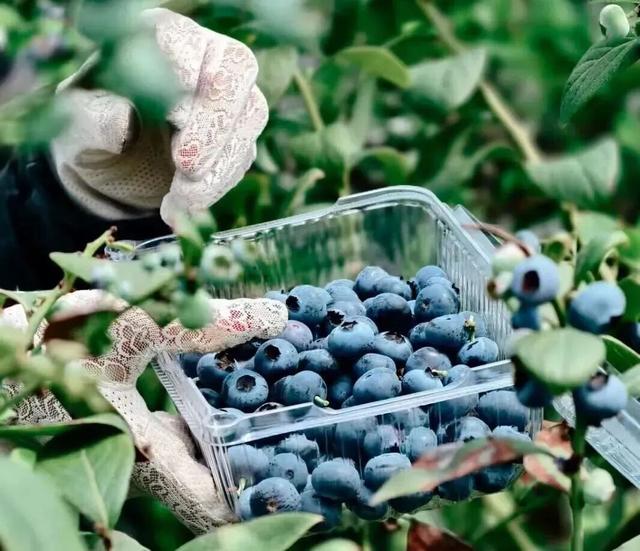 南宁冬季水果采摘全攻略 | 东北老铁、西北家人，告别猫冬！来南宁实现“水果自由”