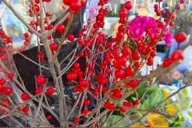 早fun丨最远销至俄罗斯！云南这种花引爆年宵花市场图片