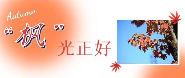 红了~红了，来宿城追“枫”！