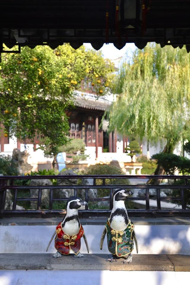 萌度“爆表”！洪堡企鹅最爱的瞻园秋景都在这里→