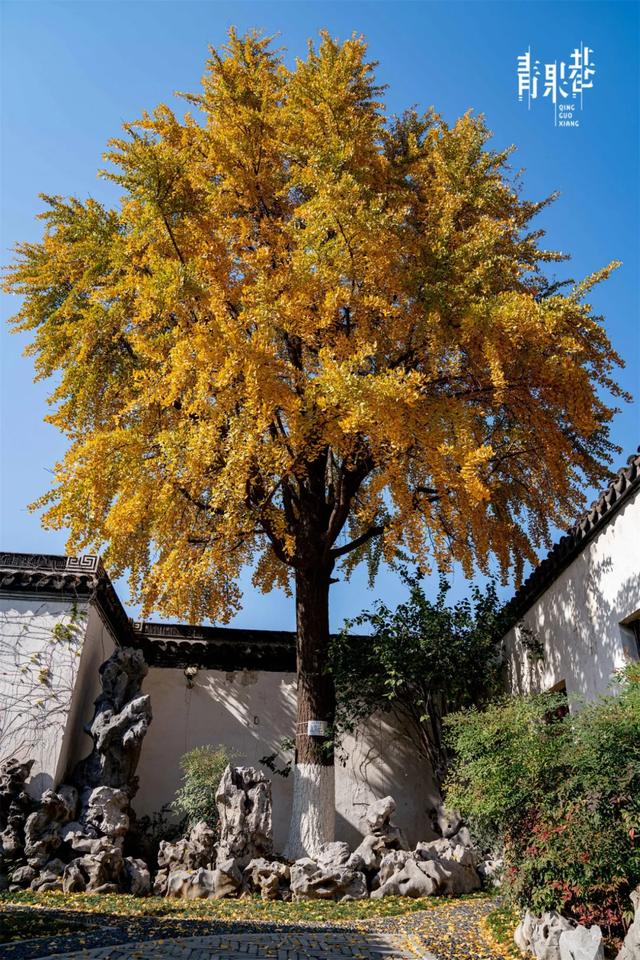 限时绝美！此刻，常州颜值巅峰