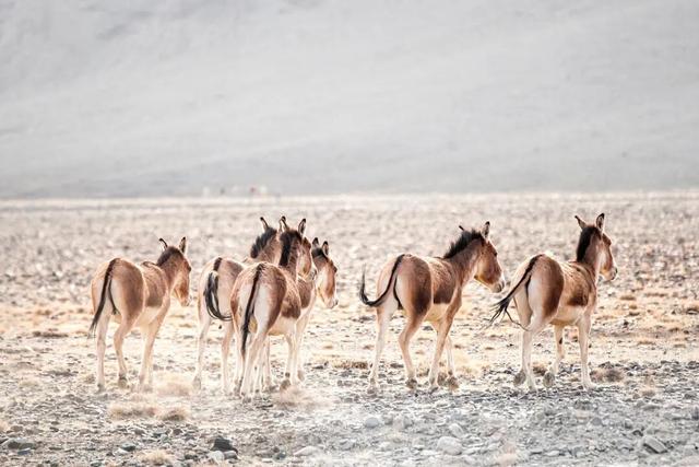 中国最伟大的荒野，从盗猎战场到生命乐园