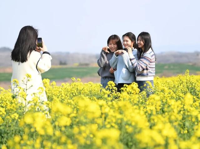 现场拍下！巢湖油菜花海美爆了！