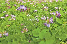 去过太空，绿肥紫云英本领更强了（春耕进行时）图片