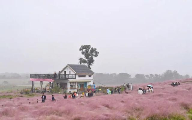 超绝氛围感！蜀山花海实力圈「粉」！