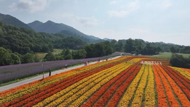 朝霞 彩虹 万亩花海 红池坝美如画