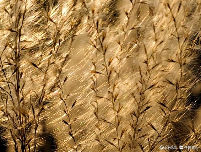 沂河岸边荻花开，如诗如画随风摆
