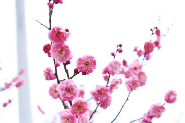 马年“顶流”地标在这里