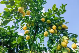 四川安岳柠檬“单果闯世界”连续三年出口超过亿元图片