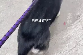 女子牵绳遛狗被大妈追砸辱骂，第二天大妈追上门言语辱骂威胁要求删除曝光视频。当事人：报警后获大妈赔偿3000元图片