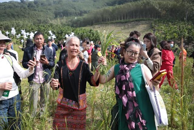 多图+视频！一起回看2025年白沙“啦奥门”雨林与您山兰文化活动精彩瞬间