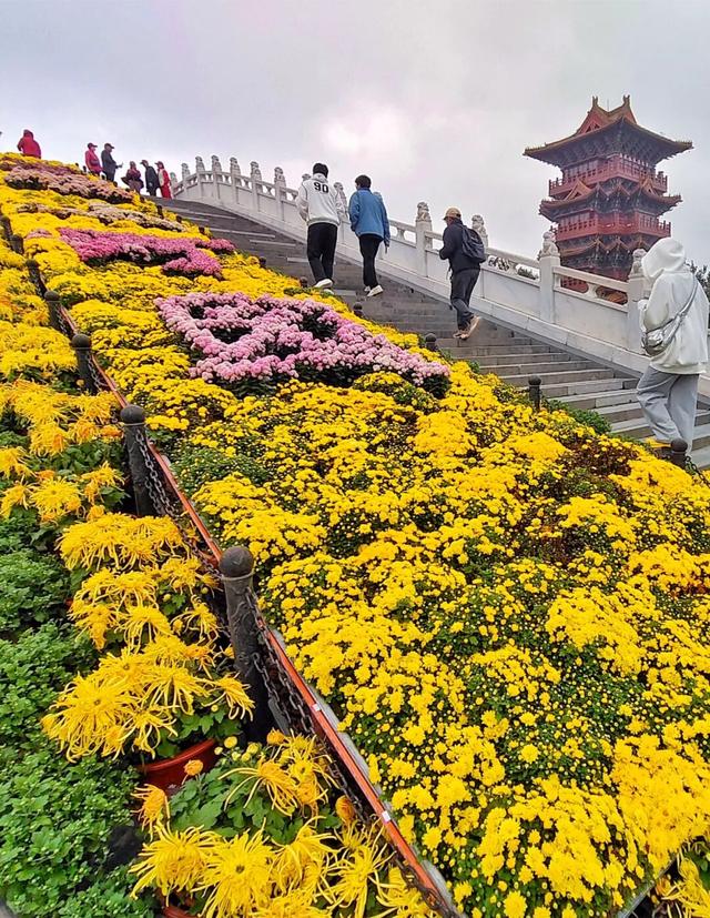 满城芬芳翩然而至！开封接下来…