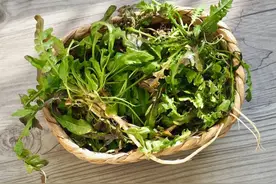 萝卜白菜靠边站，冬天碰到这菜赶紧吃！钙含量是牛奶3倍，护肝养胃也在行图片