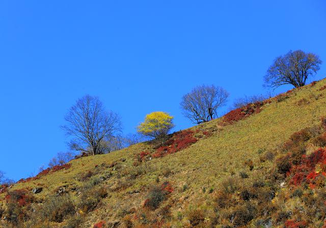 四川茂县层林尽染迎“盛会” 九鼎山开启“金色童话”观赏季