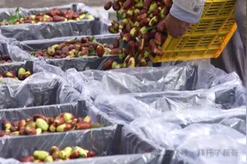 灵武田园乐 长枣甜心窝图片