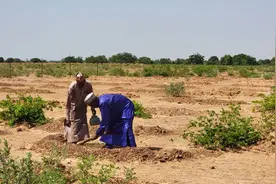 从“绿色长城”看非洲防治荒漠化进展与挑战图片
