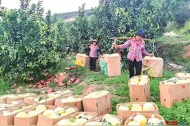 连日阴雨，不少农作物受损！厦门农户积极开展生产自救图片