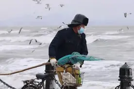 果然视频｜烟台海边海浪翻腾，人与海鸥共“赶海”图片