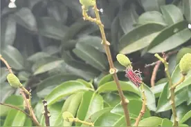 倒春寒叠加雨水多　荔枝或减产四成图片