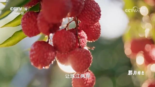 跟着《珠江》游增城！纪录片里的这些地方，一定要打卡