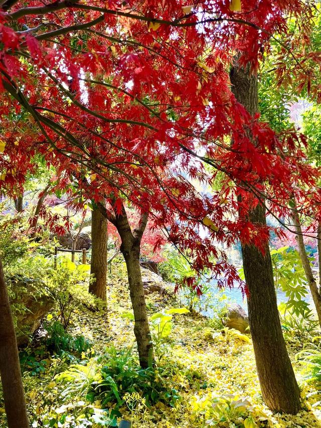 美翻了！苏河湾“红枫天桥”上线！更多金色、橙色、赭红色正在路上……来看↗