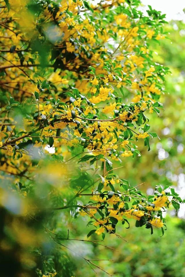 这是一条有味道的推送眼下的南宁 “桂” 气冲天，这泼天的“馥桂” 真香