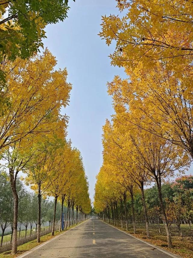 平顶山这条路火了！