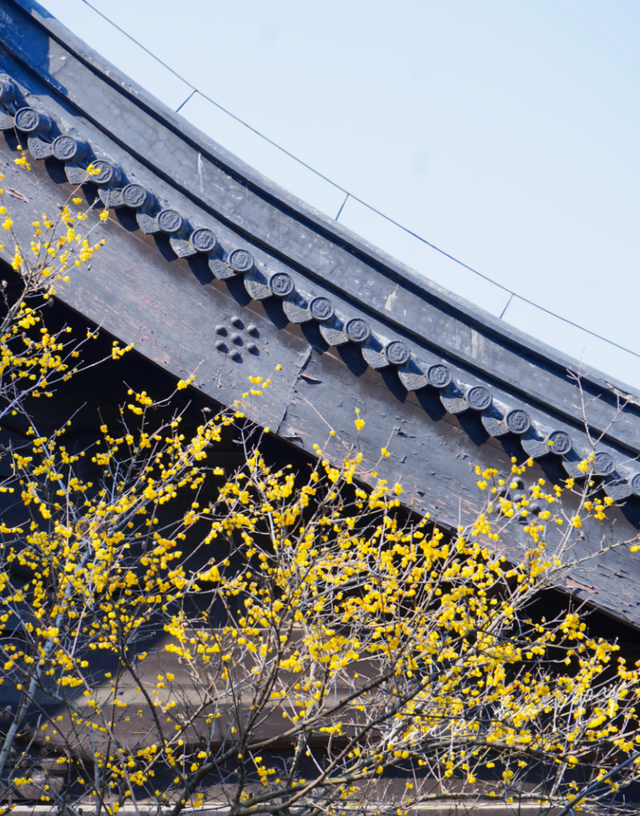 第一波开好了！来无锡邂逅冬日“梅”景