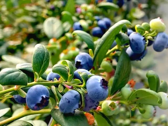 今个周六，一起到威整摘蓝莓！