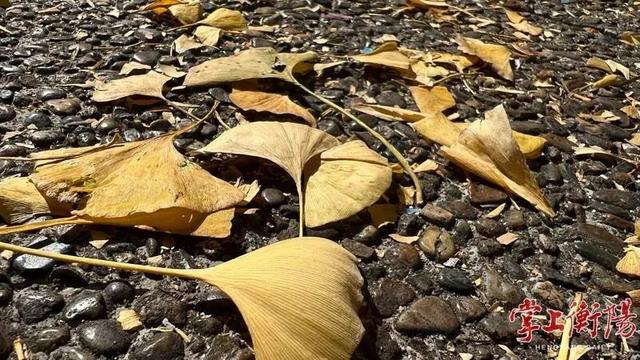 冬日衡阳，超浪漫！