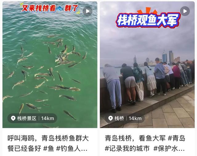 就在青岛栈桥，一大群鱼“开会”了！最小的也有30厘米长，市民游客伸着头围观：以前真没见过