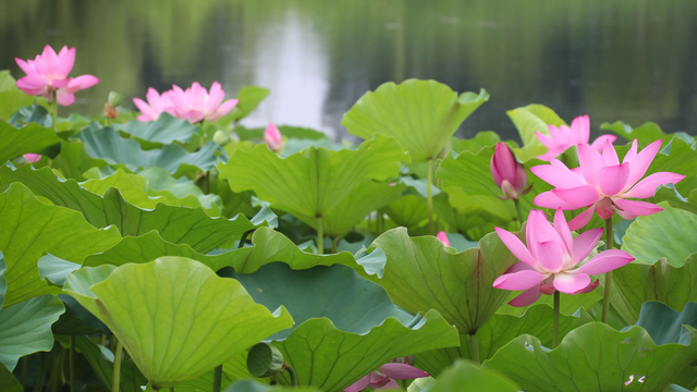 水墨瀛海 · 荷你有约 | 瀛海夏日限定荷花已上线
