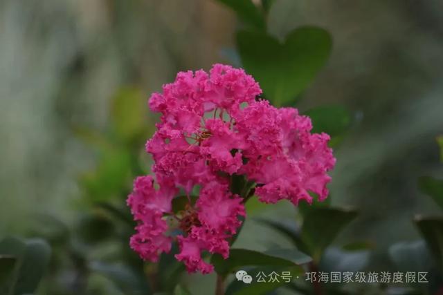 繁花似锦 | 邛海紫薇花开缀满枝头，百日浪漫尽在眼前