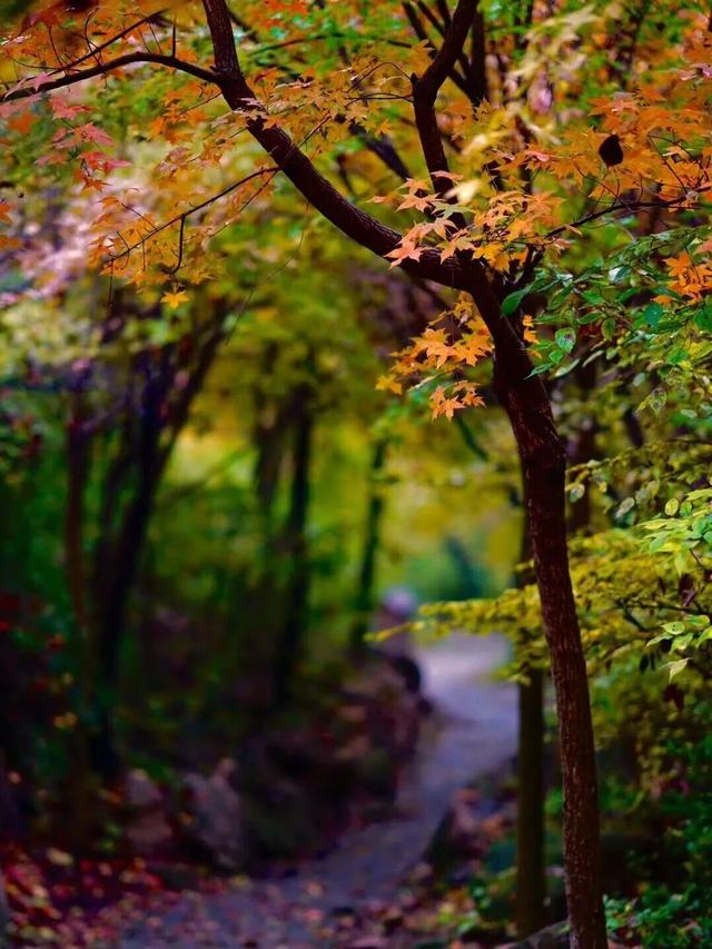 五彩斑斓！北京“漫山红叶”进最佳观赏期!