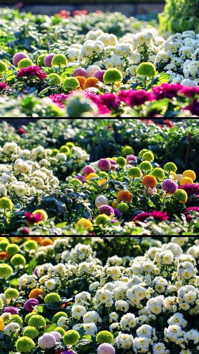 山东秋天的限定「色卡」，你集齐了吗？