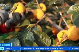 甜蜜“柿”业！山西临猗超5万亩甜柿子丰收，年出口量1亿斤→图片