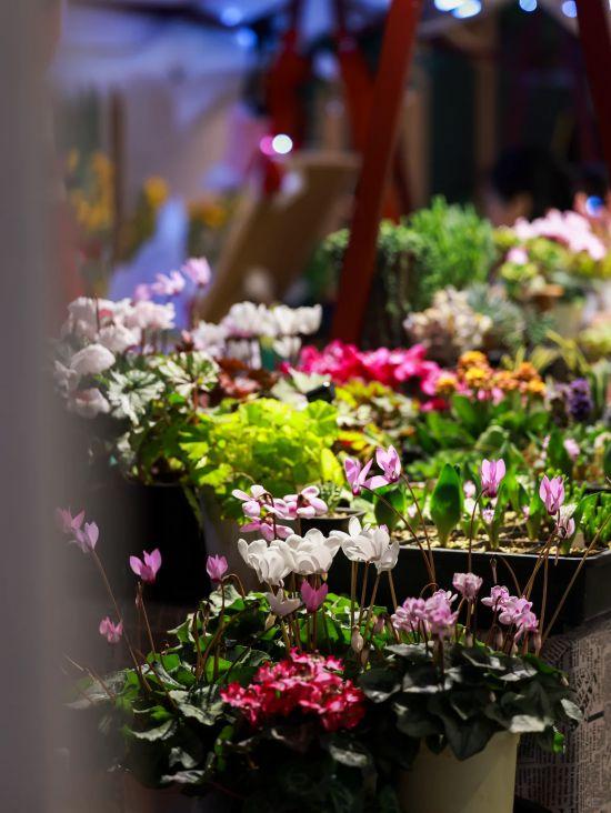 2026沪上年宵花市开逛！“花”式逛出新年味