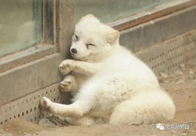 “疯狂动物城”原型，在北京找到了！