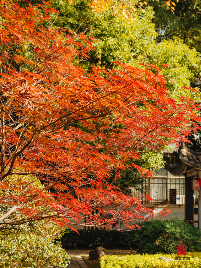红红红红！红“枫”了！