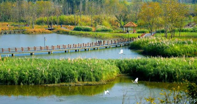发现·公园城市 | 深呼吸，感受成都湿地魅力