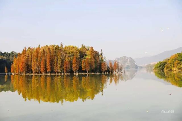 太美了！除了七星岩北门，肇庆这里也藏着一大片落羽杉……