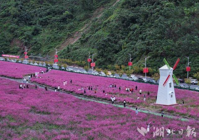 竹山县上庸镇粉黛乱子草丛成热门打卡地