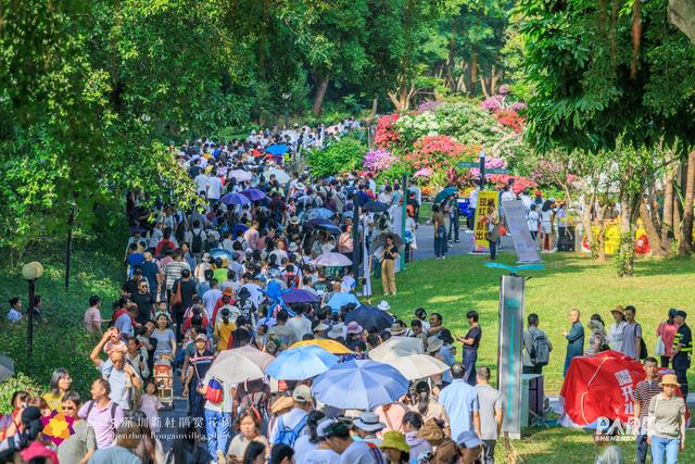 15天，125.95万人次，深圳簕杜鹃赏花周火爆收官！