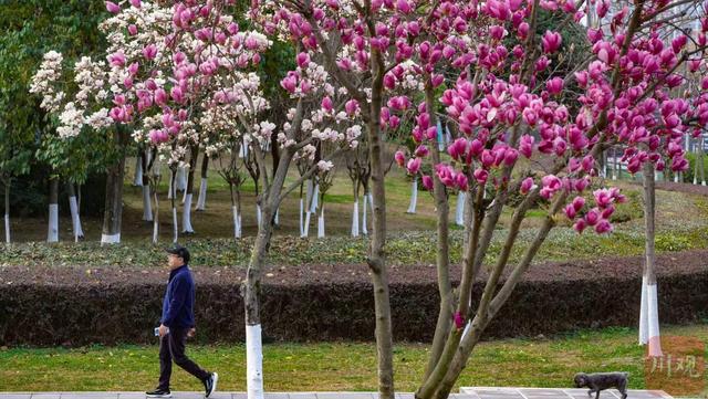 C视觉｜满树繁花映红墙 武侯祠春意正浓