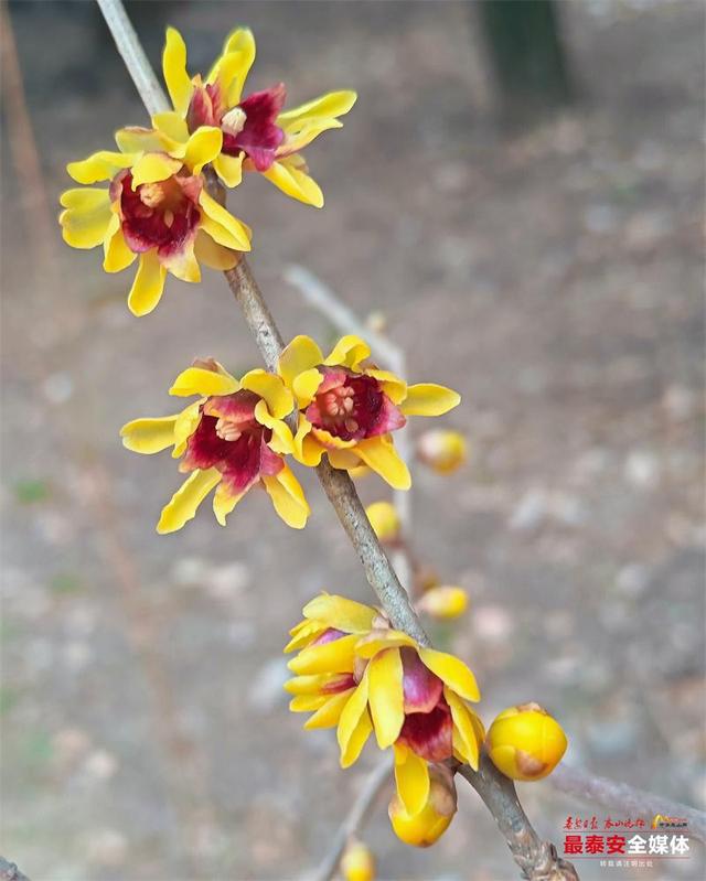 泰山红门醉心园蜡梅惊艳初绽