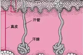 杭州男子总被妻子嫌弃滂臭，一查真有大病！图片