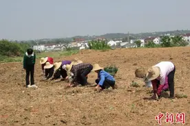 （乡村行·看振兴）安徽桐城：发展林下经济 中药材种植助力乡村振兴图片